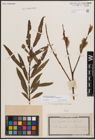 Foto von Salix dasyclados Wimm. x Salix purpurea L.